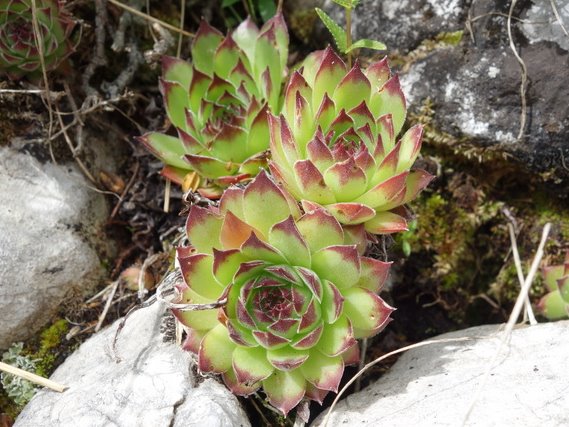 marmoreum from Durmitor NP (2 forms)
