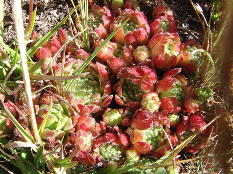 montanum ssp. montanum from Berninapass