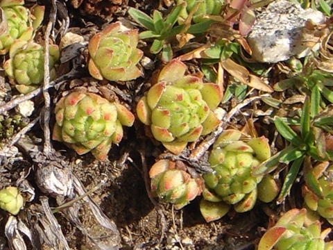 montanum ssp. montanum from Nufenenpass