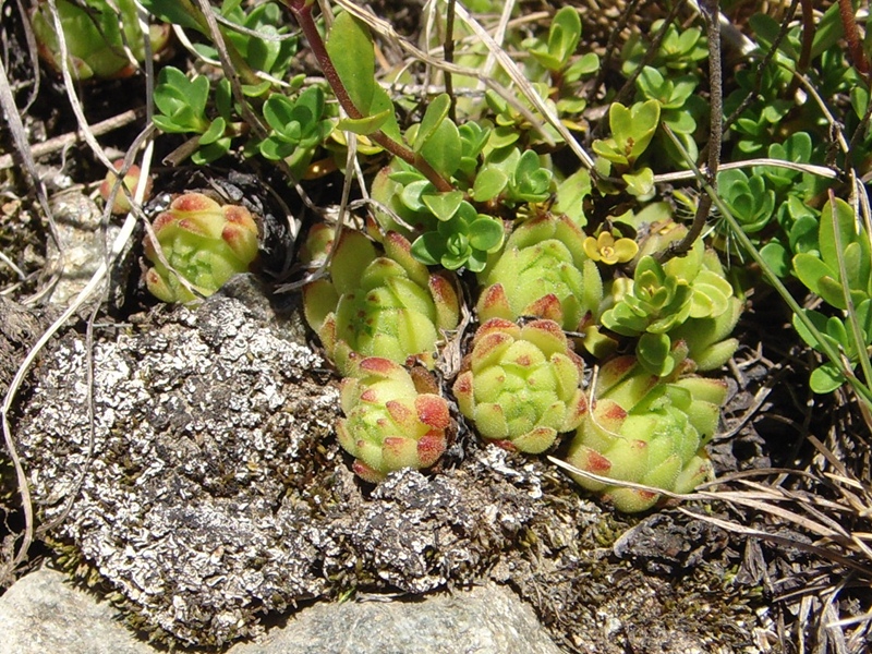 montanum ssp. montanum from Umbrailpass