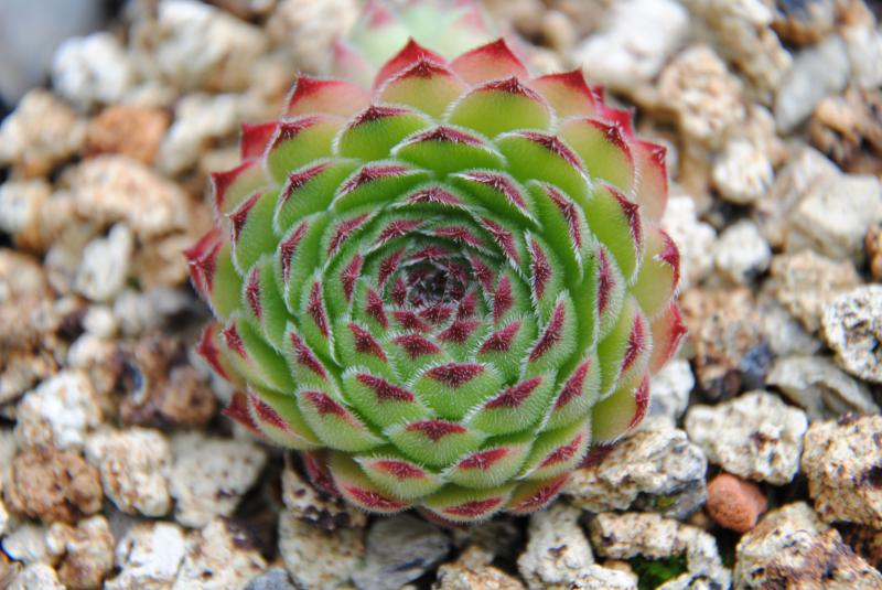 tectorum var. arvernense (italicum) from Monte Semprevisa