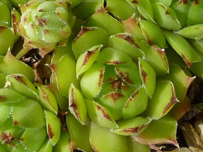 tectorum var. tectorum (acuminatum)