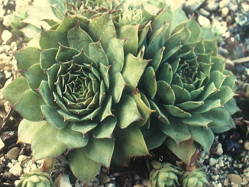 tectorum var. tectorum (alpinum) from Strelapass