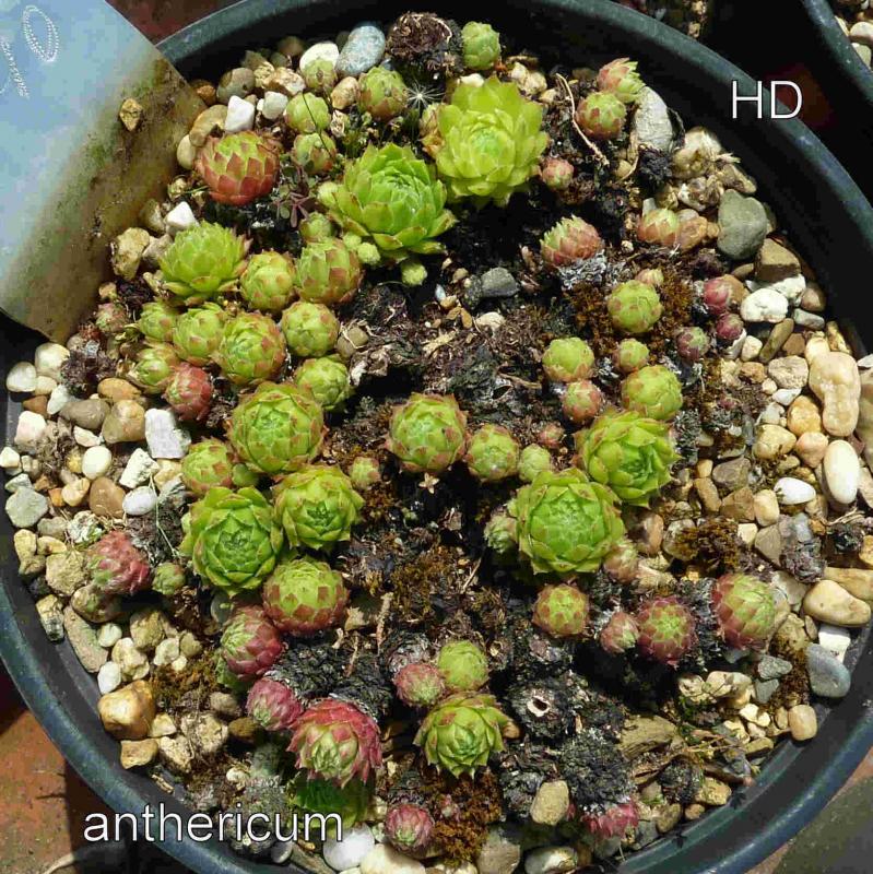 anthericum