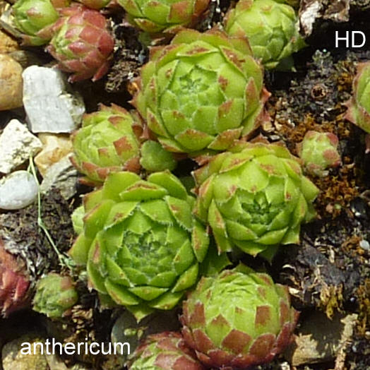 anthericum