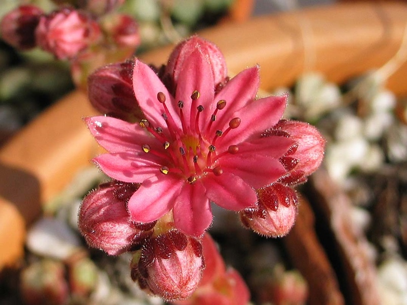 arachnoideum (zarubianum)