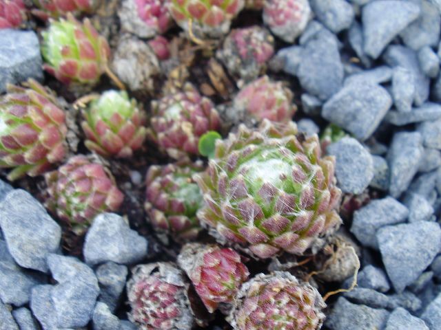 arachnoideum from Andorra