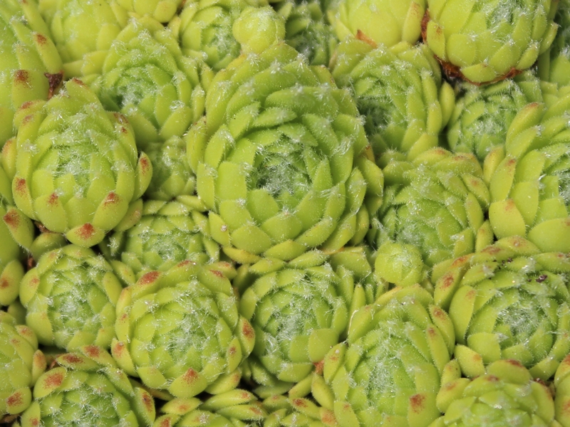 arachnoideum from Cascade de la Pisse