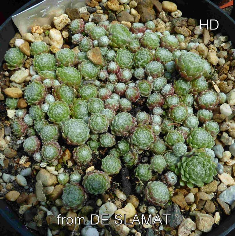 arachnoideum from "Slamat"