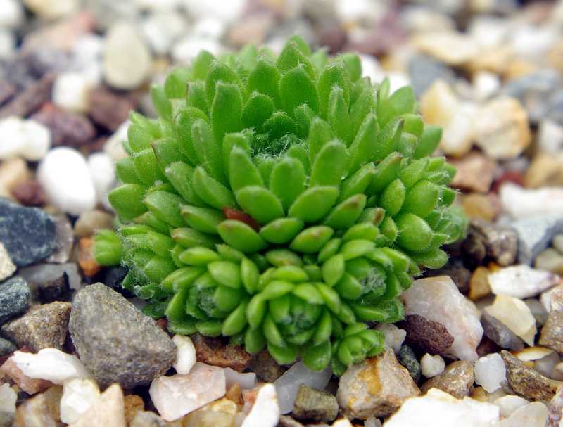 barbulatum from Ciampac