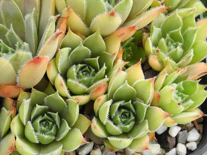 tectorum var. tectorum (cantalicum)