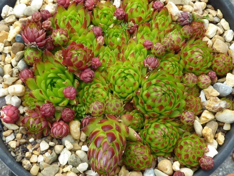 globiferum ssp. arenarium from Defereggental