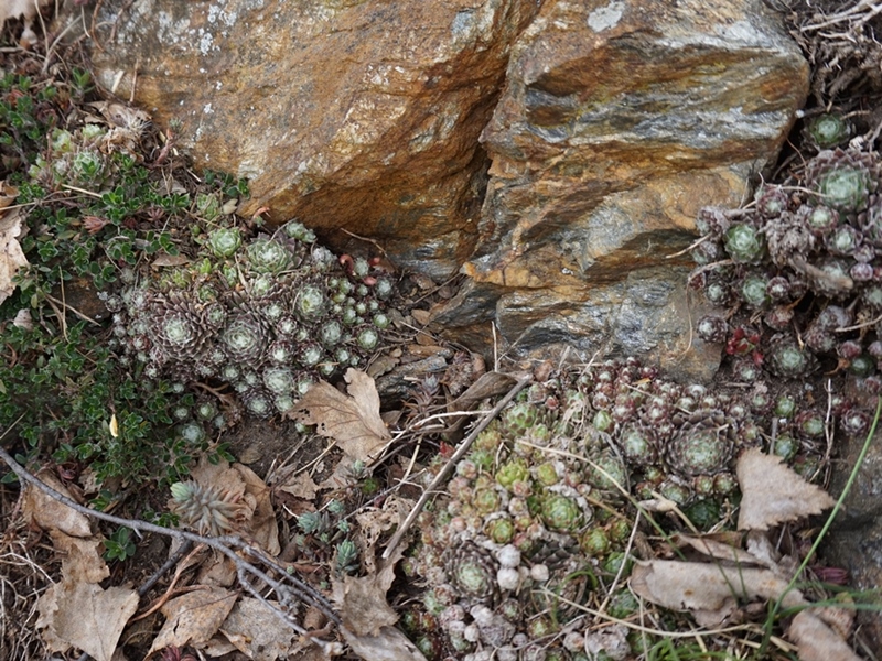 arachnoideum from Eisacktal, Garn