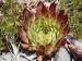marmoreum ssp. marmoreum (dinaricum) from Mt. Velebit