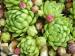 globiferum ssp. hirtum (glabrescens) from Fintice