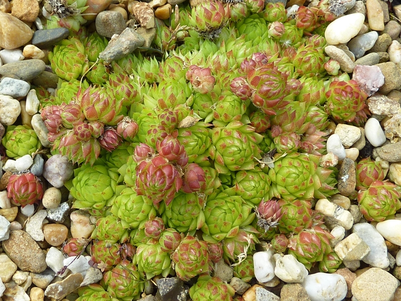 globiferum ssp. arenarium from Flattach