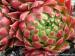 globiferum ssp. hirtum from Lipovec Typ A