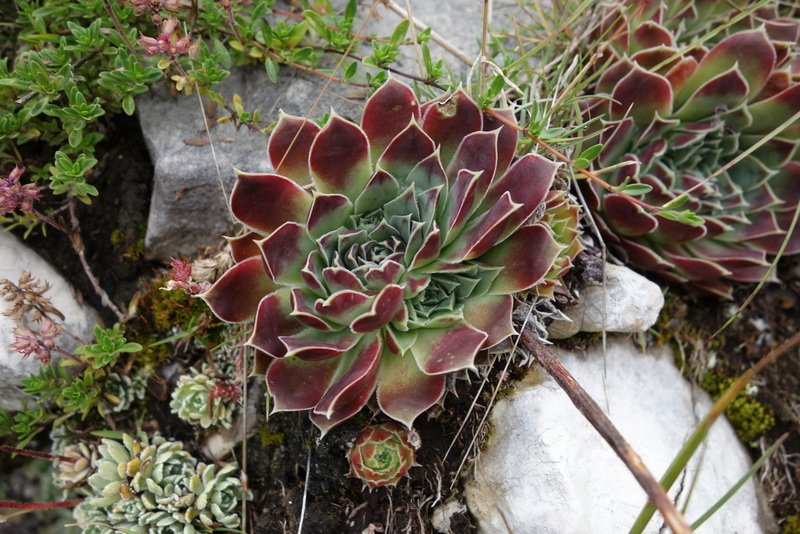 heuffelii from Durmitor NP