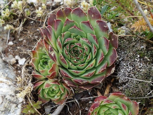 heuffelii from Hridski krš