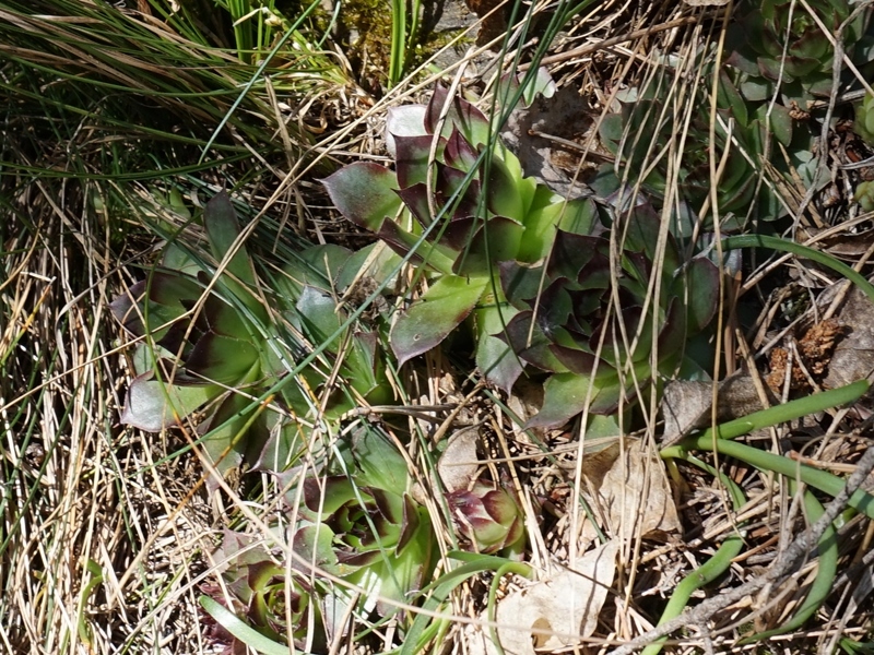 tectorum from Eisacktal, Keschtnweg
