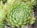 marmoreum ssp. reginae-amaliae from Mt. Giona