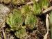 marmoreum ssp. marm. (assimile) cf. from Izvidnica, östl. Abhang