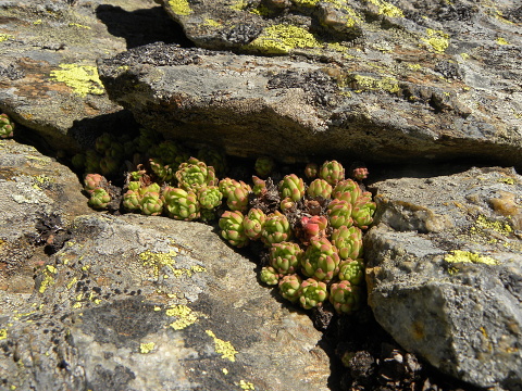 montanum ssp. montanum from L'étang de Roumazet