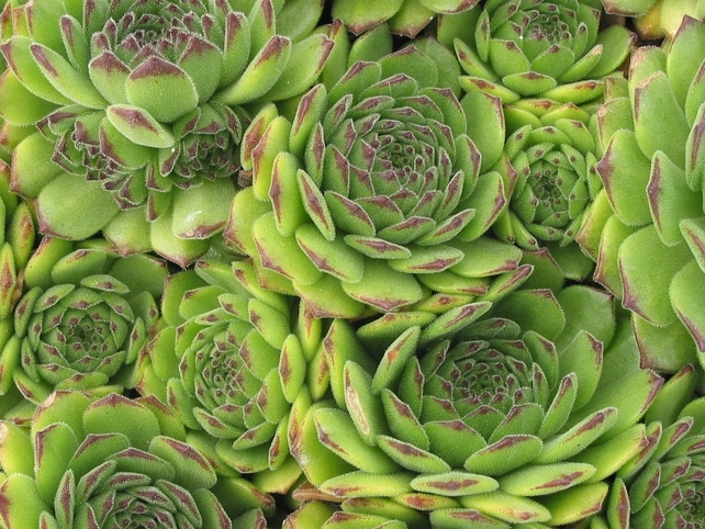 montanum ssp. burnatii