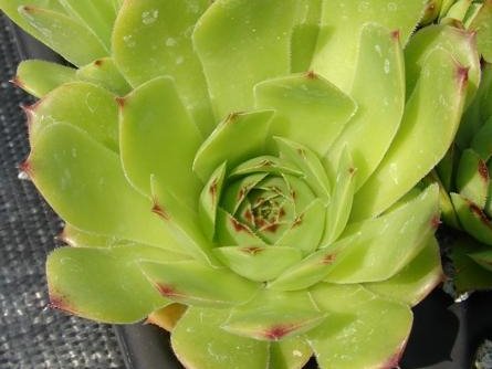 tectorum var. tectorum (murale)