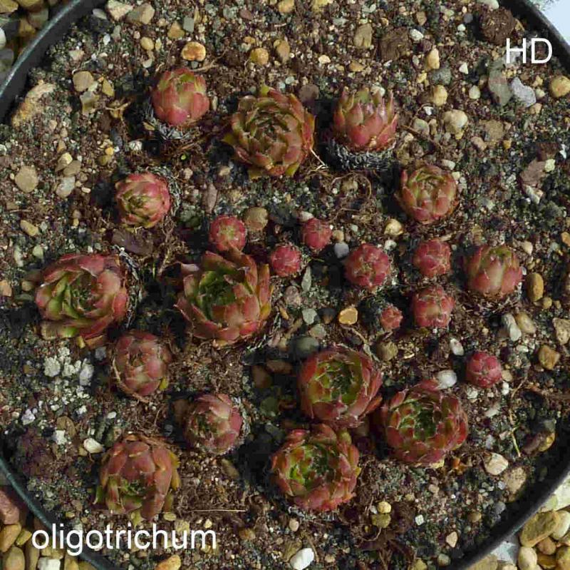 barbulatum (oligotrichum)