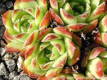 heuffelii from Kratovo