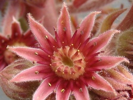 tectorum var. tectorum (rhodanicum)