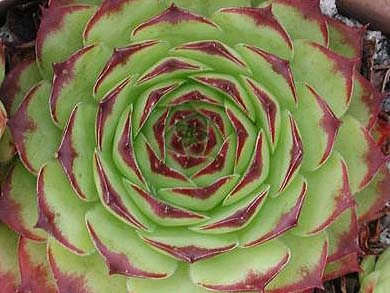 tectorum var. tectorum (royanum)