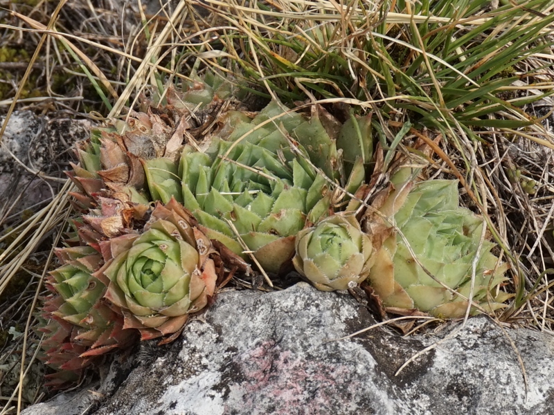 tectorum from Sarcatal