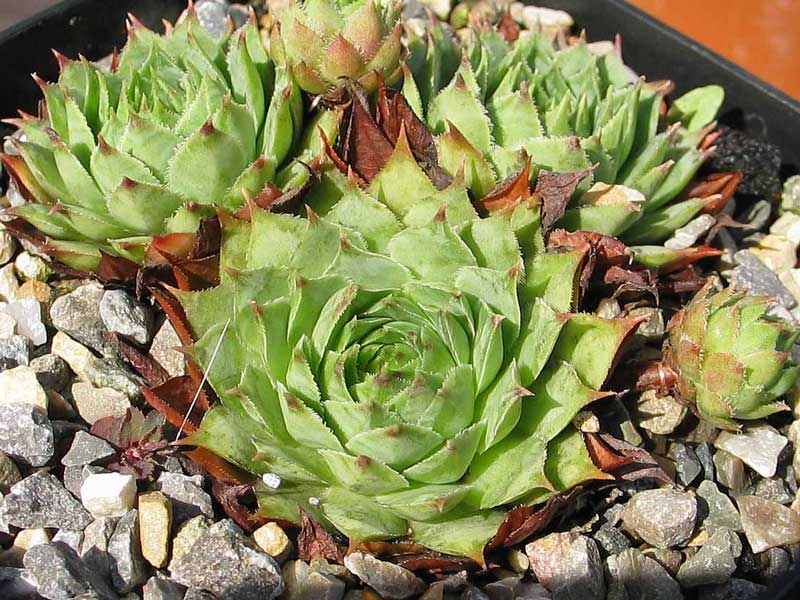 stenopetalum (x verlotii)