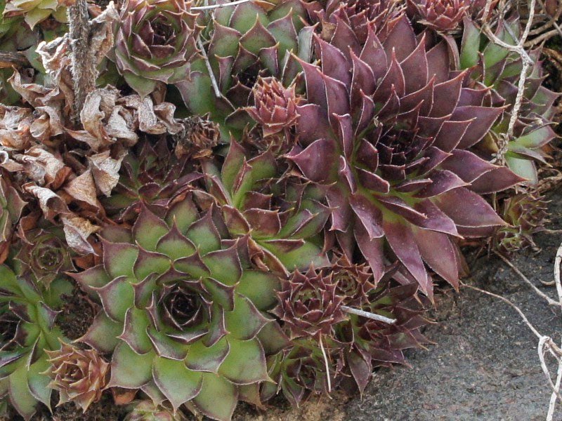tectorum var. tectorum from Villnösstal (bei St. Peter)