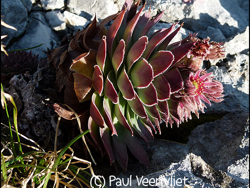 tectorum from Ajdovščina