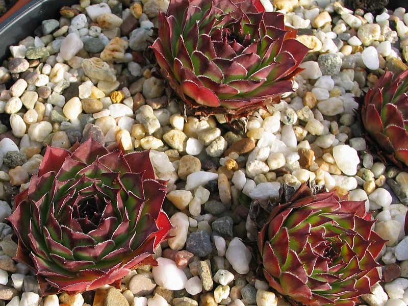 tectorum var. arvernense from Tour de Mertogne