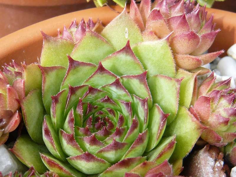 tectorum (delasoiei)