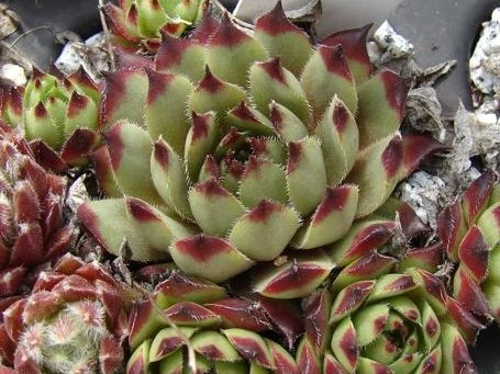 tectorum x S. pittonii