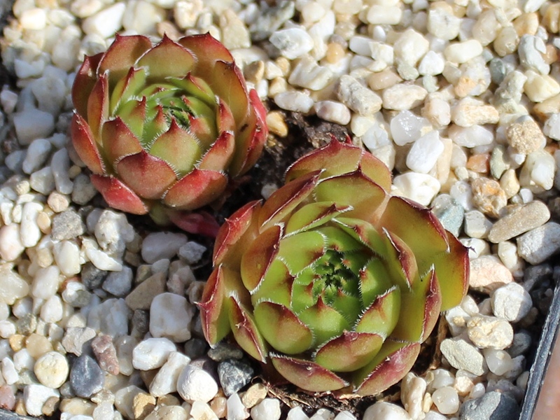 tectorum var. tectorum (aureggii)