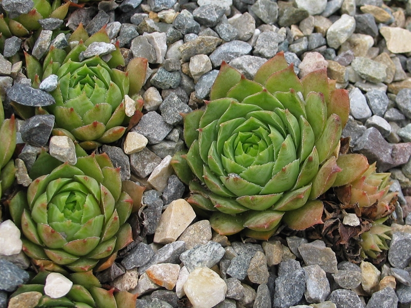 tectorum (cintelaggii)