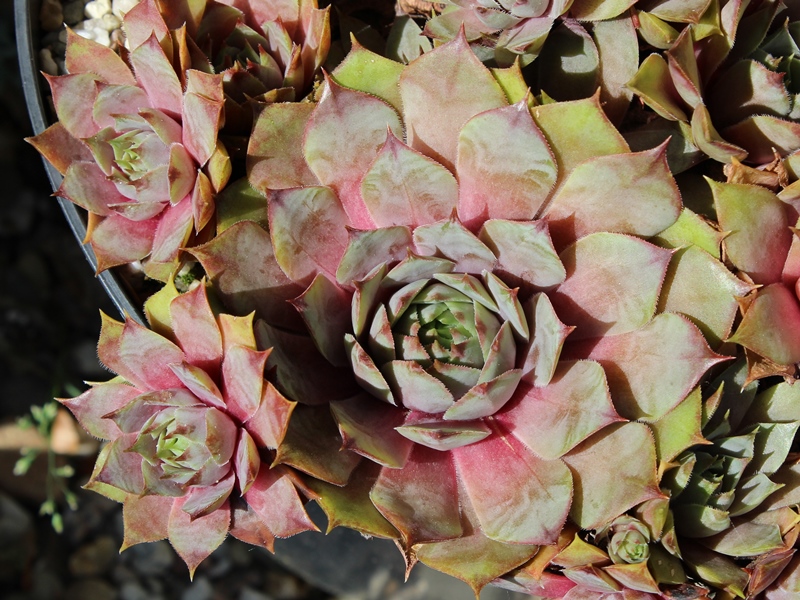 tectorum var. tectorum (decoloratum) Typ PH1014