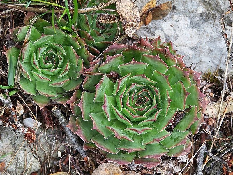 tectorum from Mount Javornik