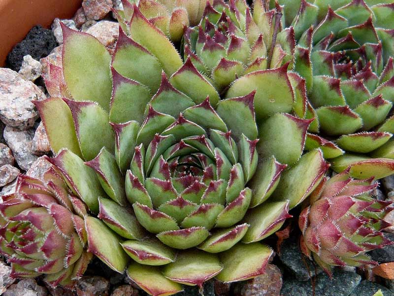 tectorum (crassicaule)