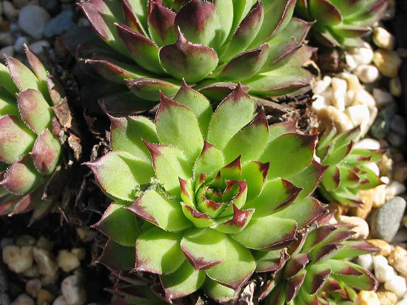 tectorum from Allier