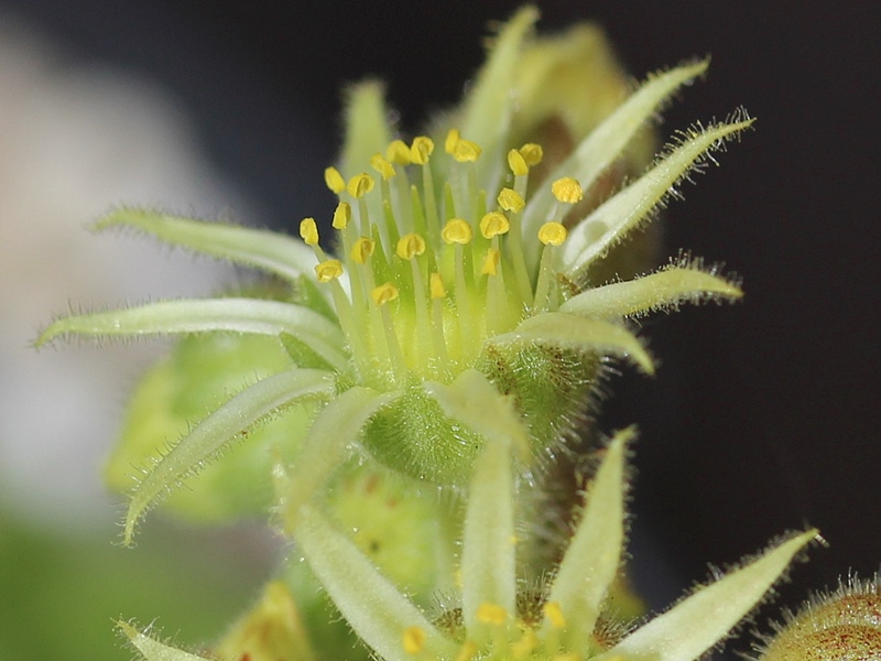 transcaucasicum from Amberd 