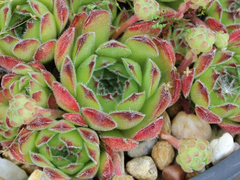 transcaucasicum from Gruzia