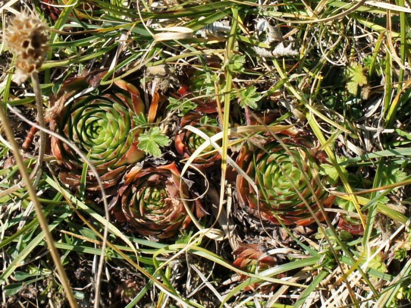 tectorum from Monte Baldo