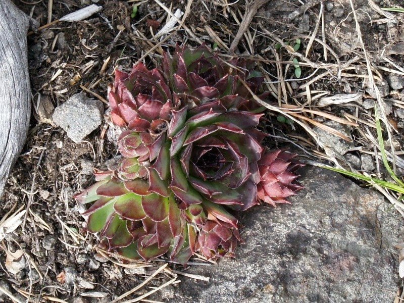 tectorum var. tectorum from Villnösstal (bei St. Jakob)